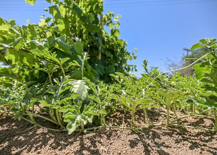 Lägenhetshotell Naxian Garden Of Senses Agia Anna (Naxos)